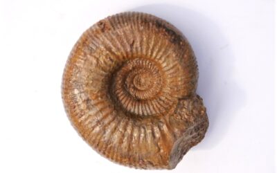 Perisphinctes aurigerus