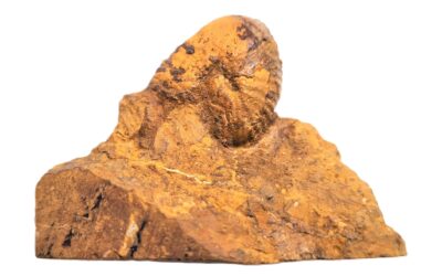 Oecoptychius refractus