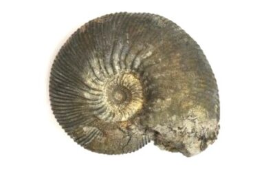 Sigaloceras (Sigaloceras) calloviense