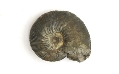 Sigaloceras (Sigaloceras) calloviense