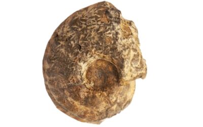 Phlycticeras polygonium