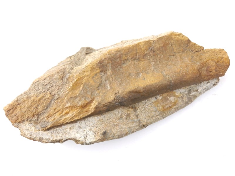 Kieferfragment von Ichtyosaurier
