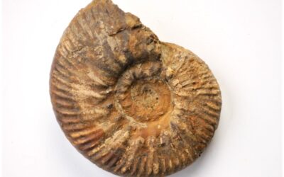 Proplanulites rudis