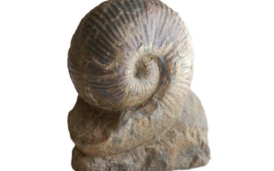 Bullatimorphites (Bomburites) suevicus