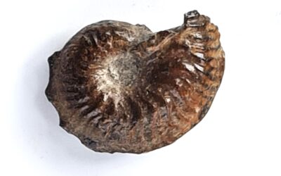Phlycticeras pustulatum nodosum