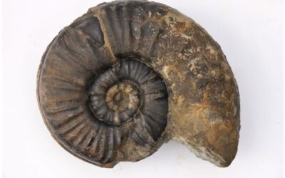 Bisse, Löcher, Parasiten – die Krankenakte der Ammoniten