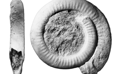 Mollistephanus, Erycites & Co. – seltene Ammoniten des Braunjura