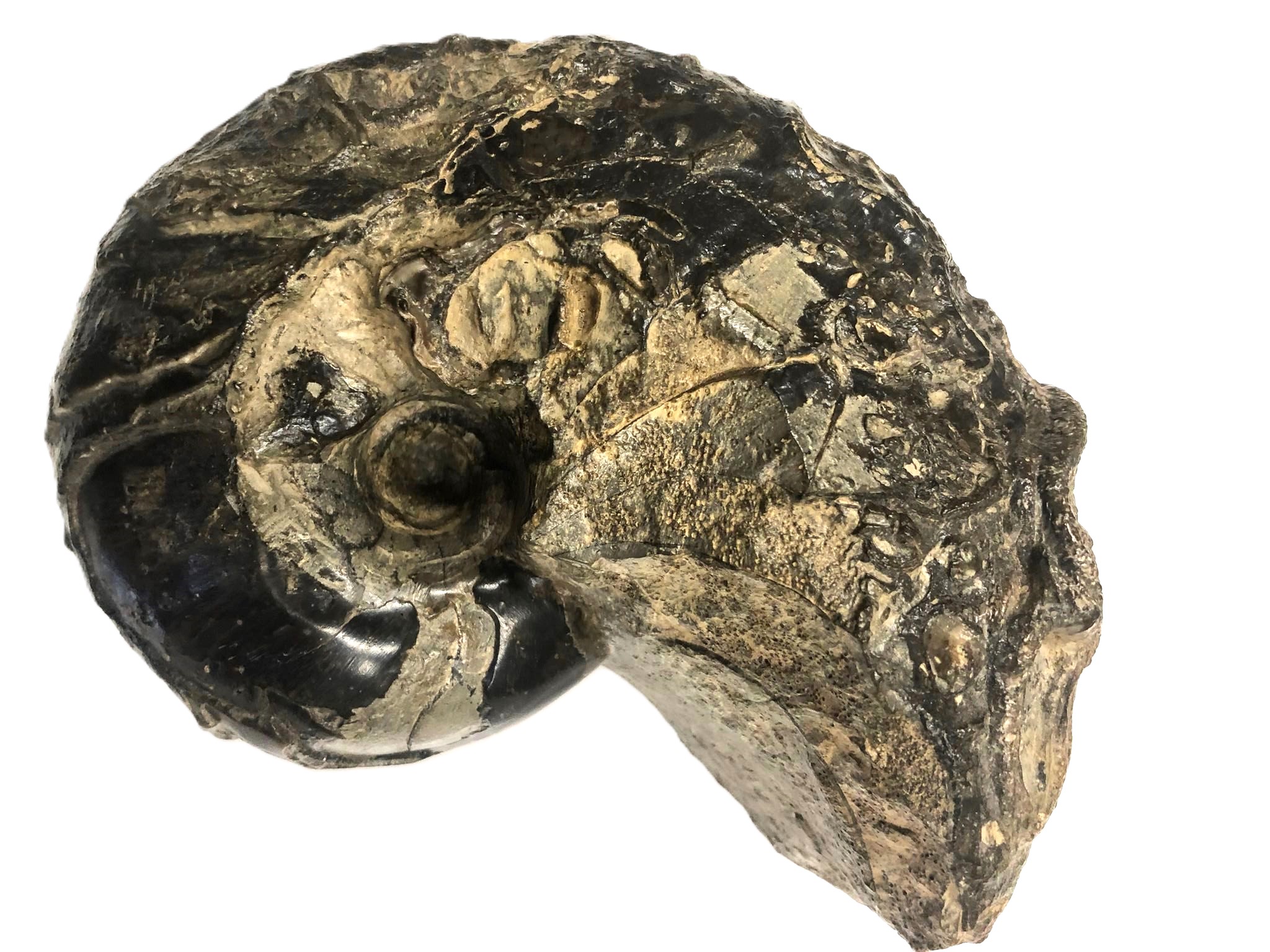 Cenoceras sp.-2-Callovium