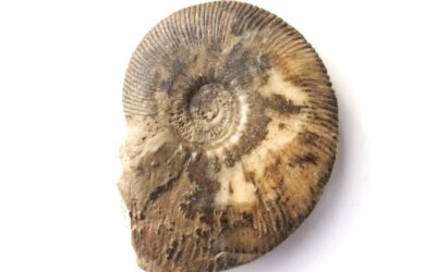 Kosmoceras (Zugokosmoceras) grossouvrei
