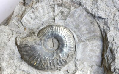 Hecticoceras sp.