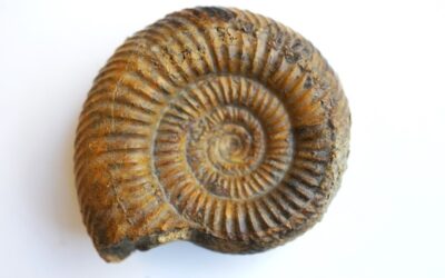 Leptosphinctes (Cleistosphinctes) persicuus