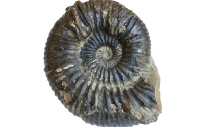 Orthogarantiana sp.