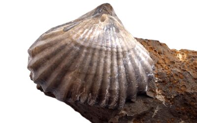 Rhynchonella sp.
