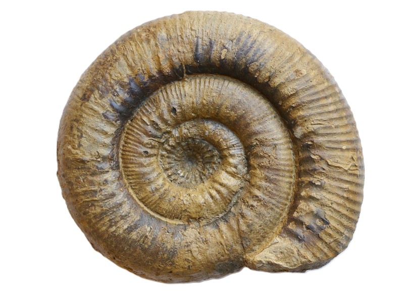 Stephanoceras (Stephanoceras) ex. gr. zieteni