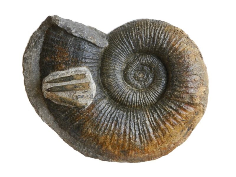 1 Lytoceras salebrosum-Pliensbachium