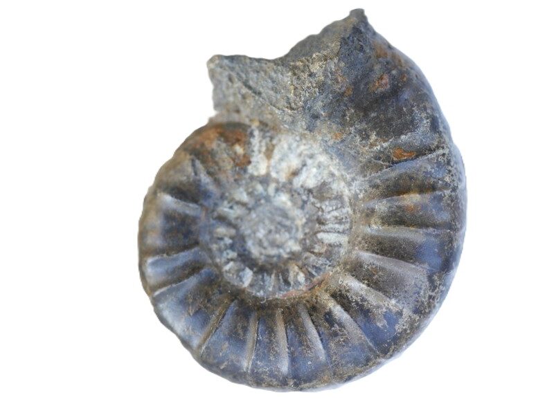 127 Dumortieria-Toarcium