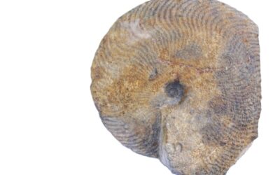 Polyplectus discoides