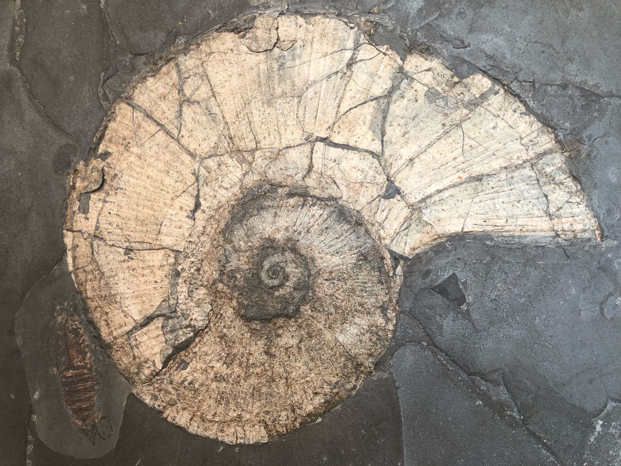 165a.-Lobolytoceras siemensi und Proeryon hartmanni (Krebs)-Toarcium