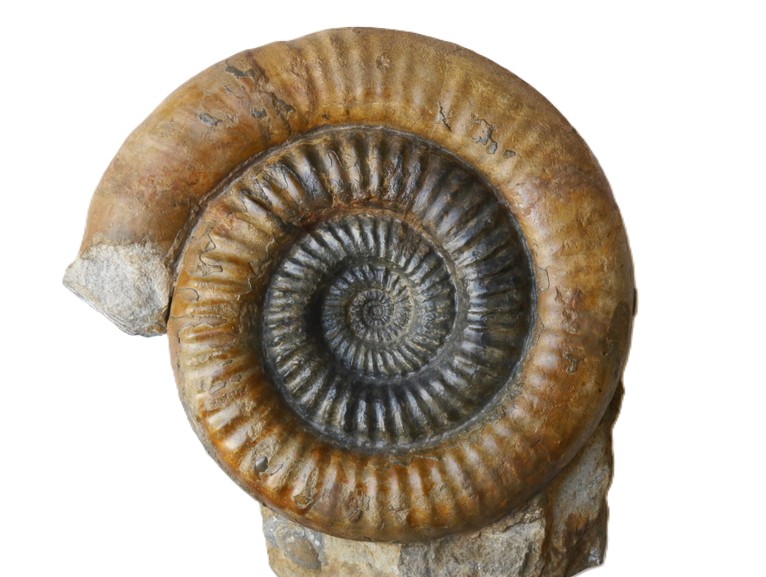24.-Xipheroceras rasinodum-Sinemurium
