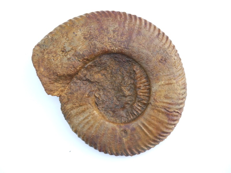 34-Schlotheimia complanata-Hettangium