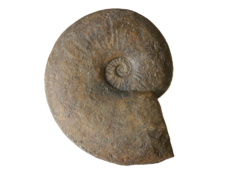 4.Angulaticeras martinschmidti-Hettangium