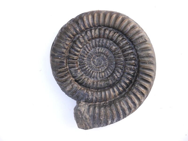 46-Vermiceras rotarium-Sinemurium