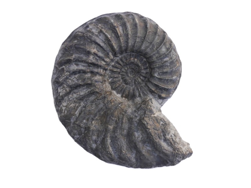 59-Asteroceras obtusum-Sinemurium