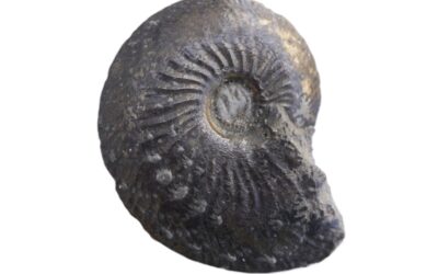 Oxynoticeras oxynotum