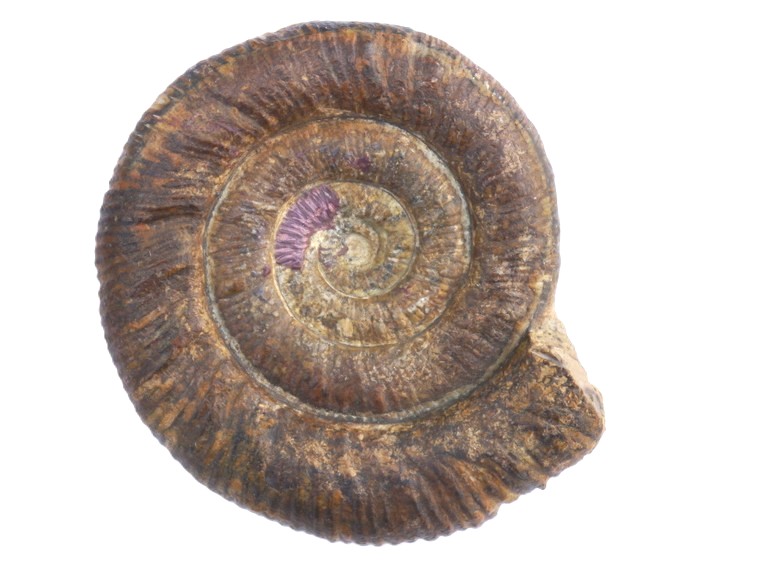 75-Prodactylioceras davoei-Pliensbachium