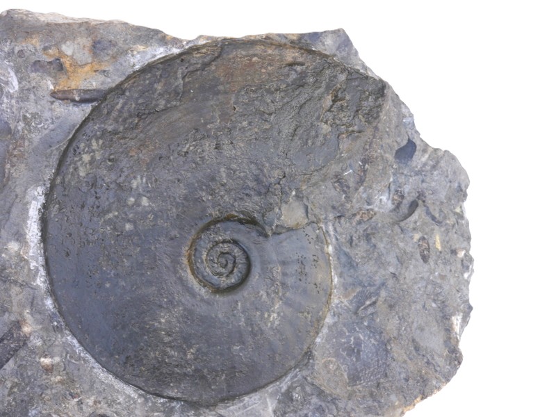 93 Amaltheus engelhardti-Pliensbachium