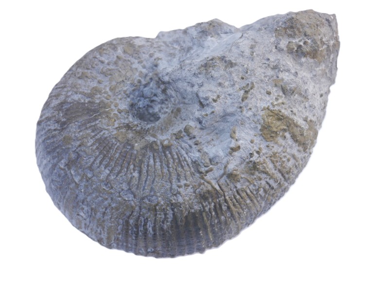 94-Liparoceras nautiliforme