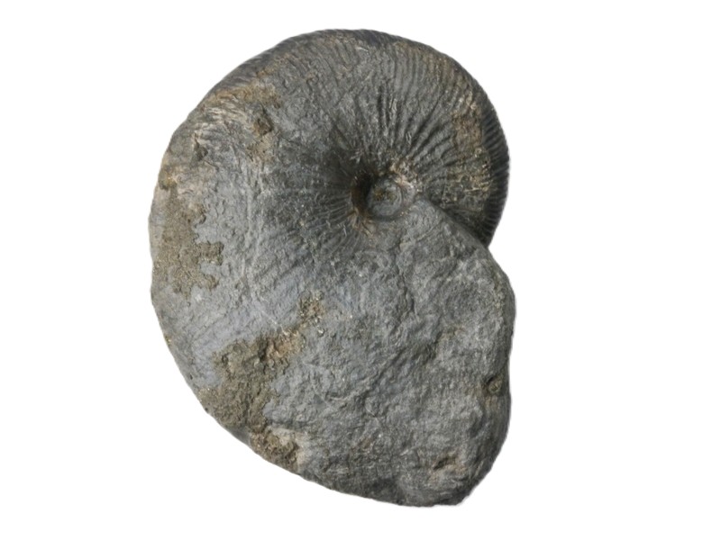 Angulaticeras sp.-Hettangium