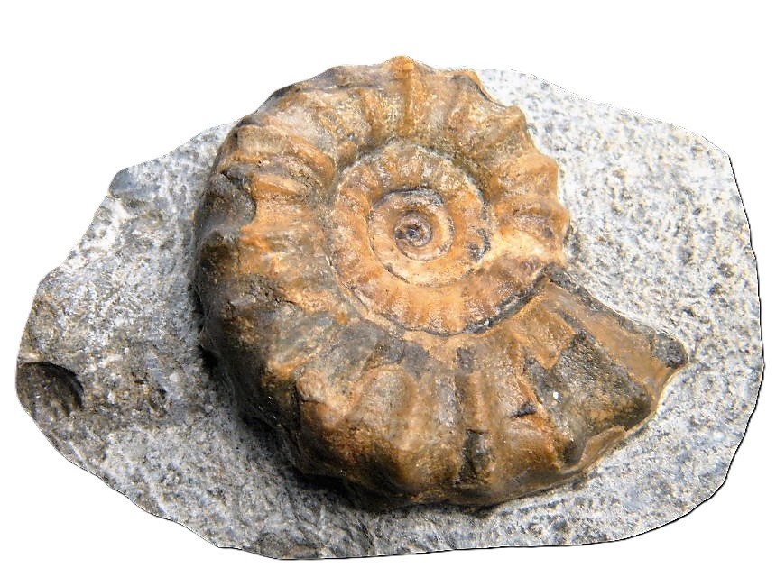 Euagassiceras resupinatum-Sinemurium