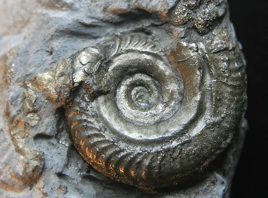 Hildoceras semipolitum-Toracium