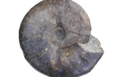Oxynoticeras praecursor