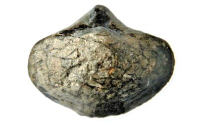 Spiriferina walcotty