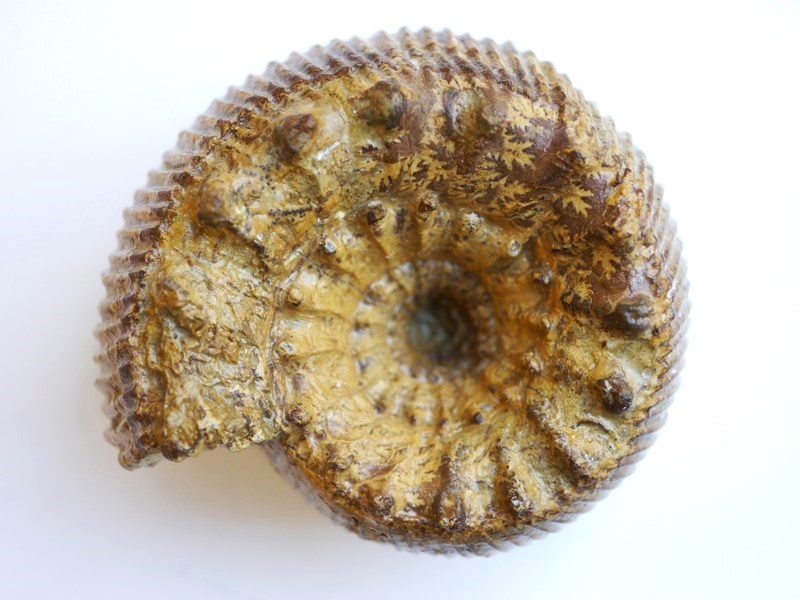 Teloceras sp.-Bajocium
