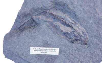 Tintenfisch Teudopsis subcostata