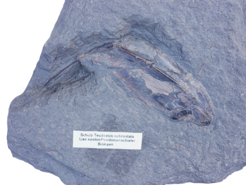 Tintenfisch-Toracium