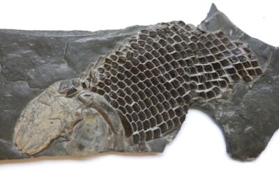 Schmelzschuppenfisch Lepidotes sp.