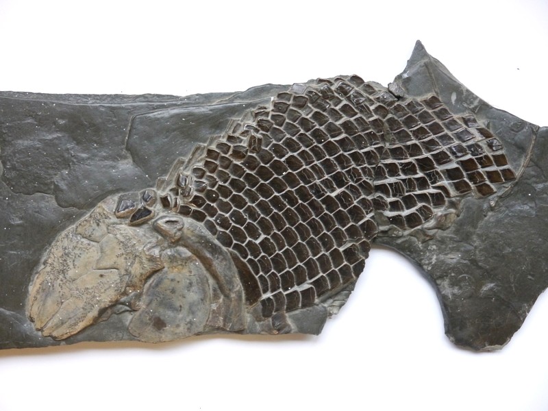 1-Schmelzschuppenfisch-Toarcium