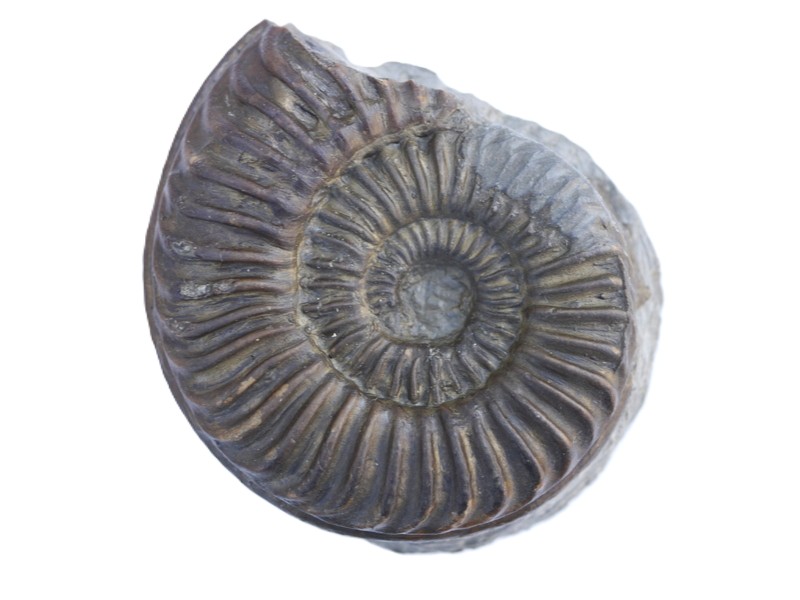109-Arieticeras retrosicosta-Pliensbachium