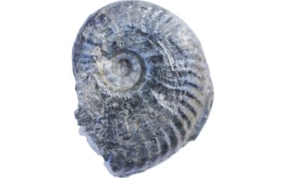 Pseudolioceras falcodiscus