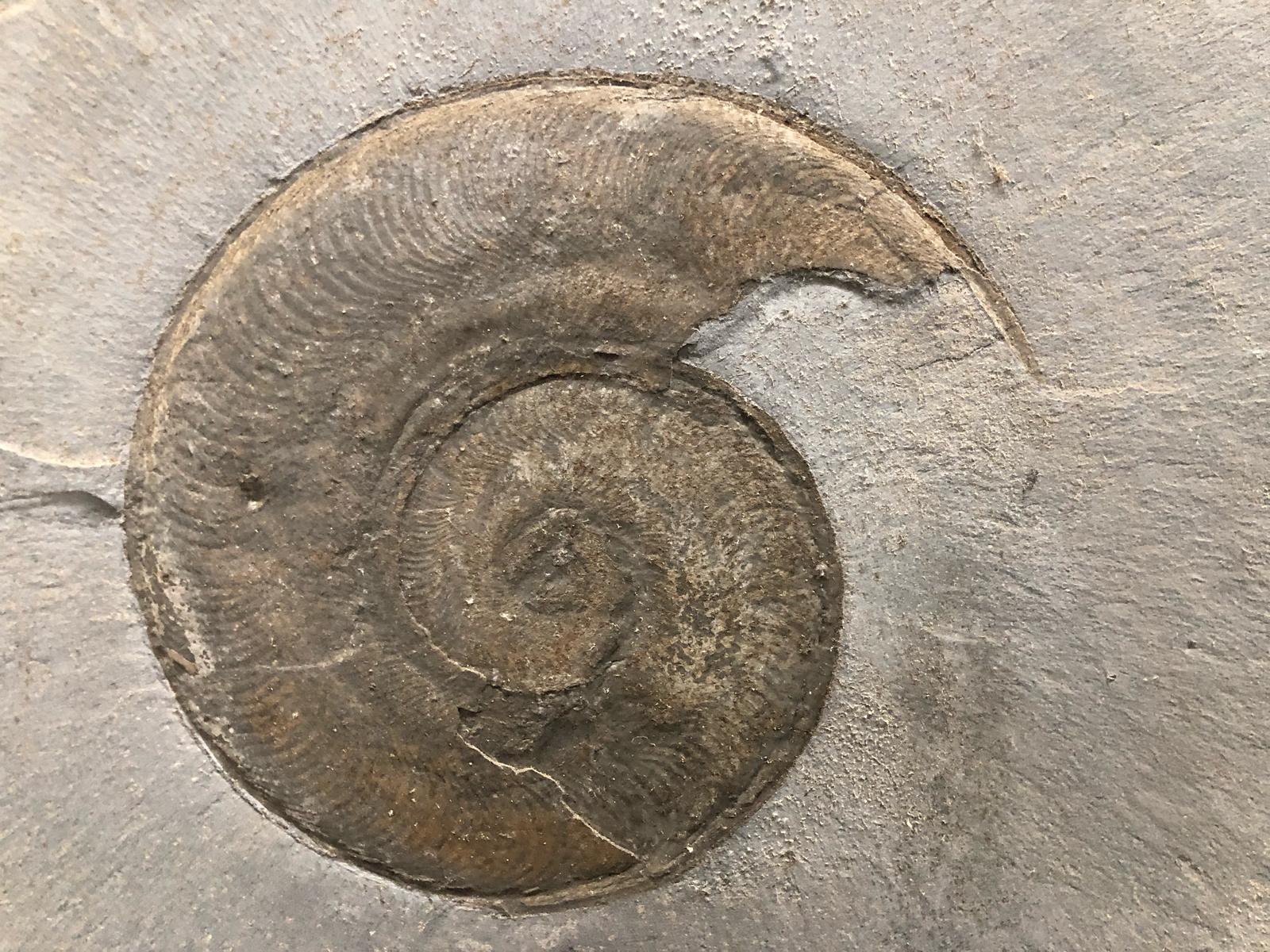 157.-Harpoceras-Toracium