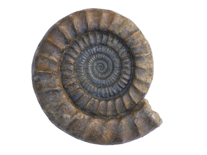 42-Arietites macer-sinemurium