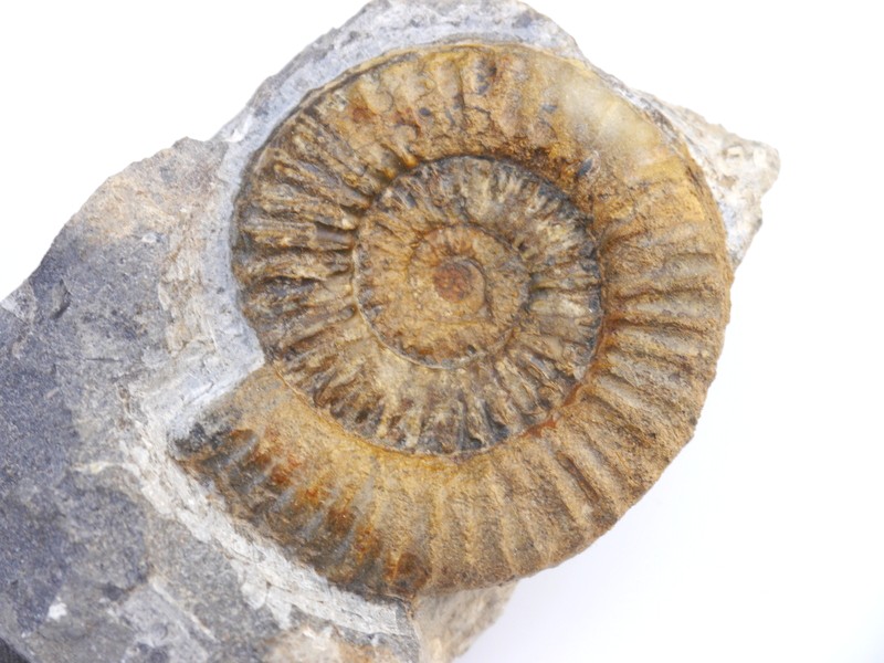 44-Arnioceras oppeli-Sinemurium