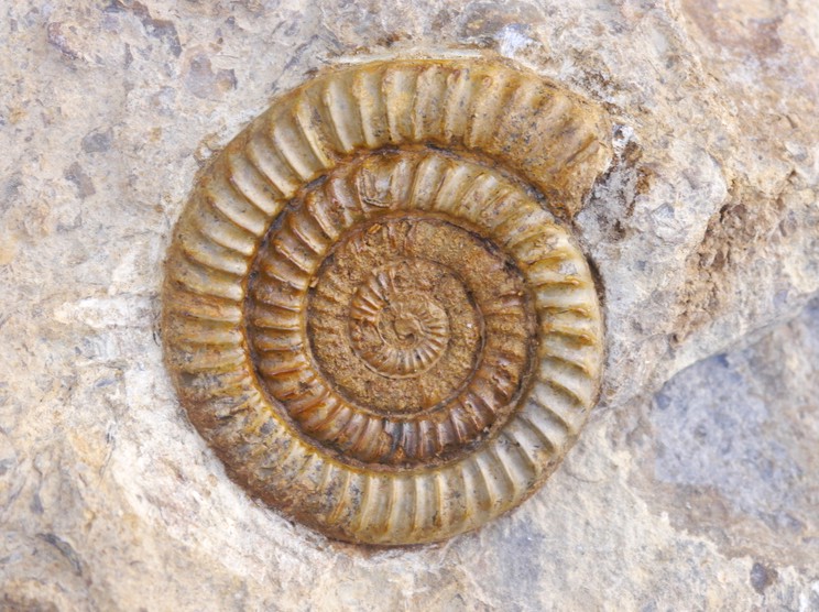 45-Vermiceras spiratissimum-Sinemurium