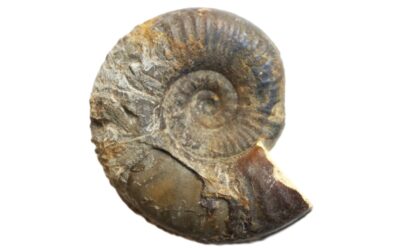 Nanninia defalcata