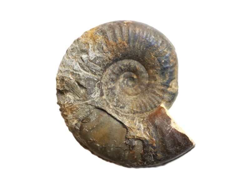 5-Nanninia defalcata-Bajocium