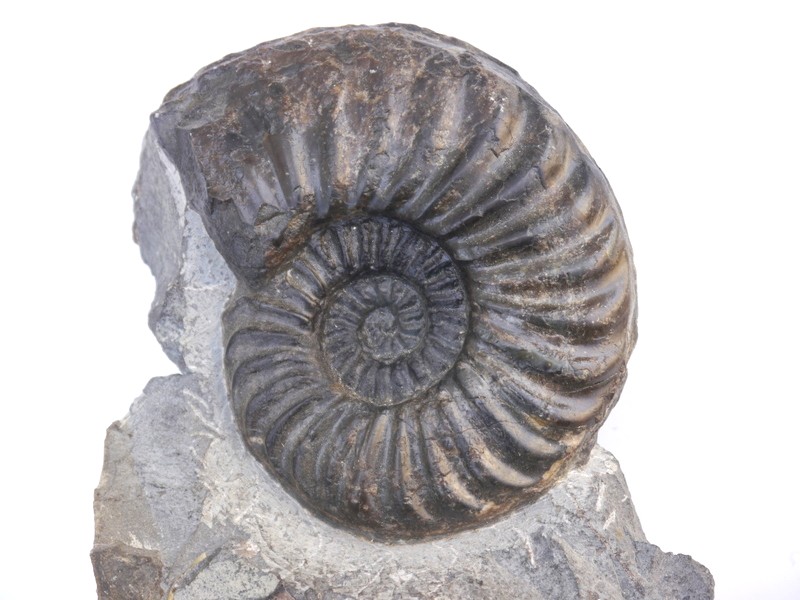 58-Asteroceras brooki-Sinemurium